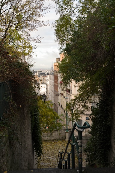 trees beside staies