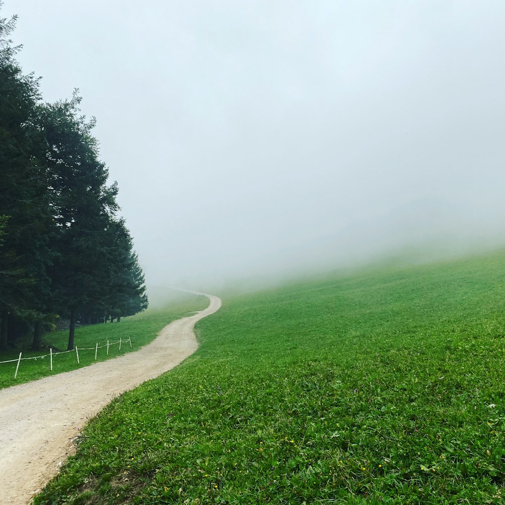 green pine trees beside road and green grass field with fog