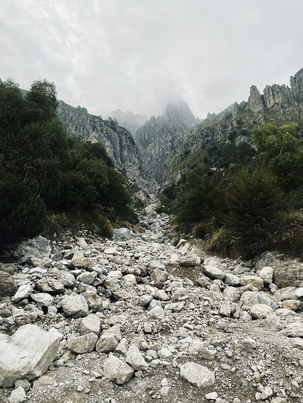 green leafed trees and gray stones