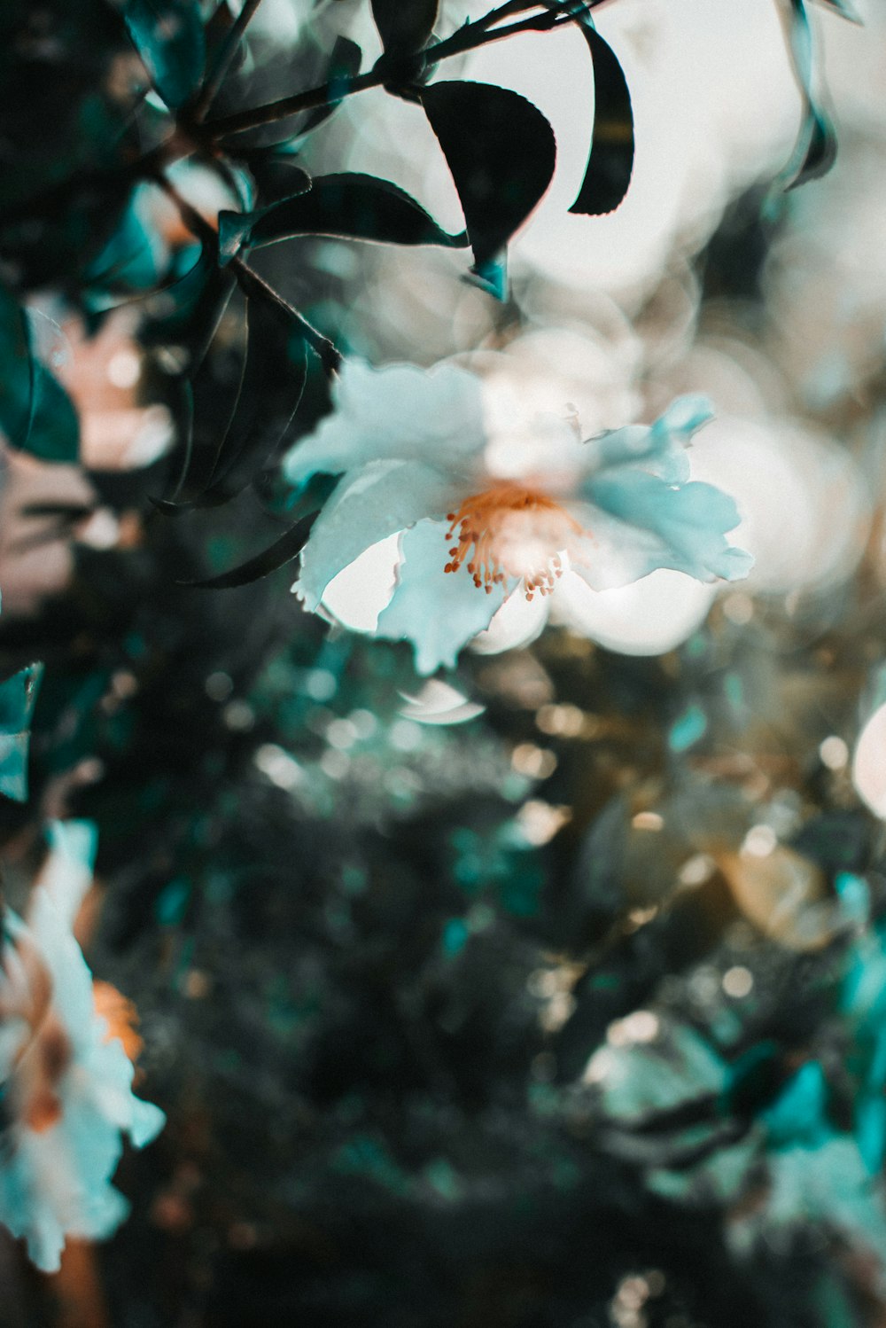 white-petaled flowers