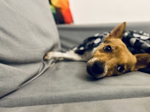 A small dog comfortably resting on a furniture cover designed to protect both pet and sofa.