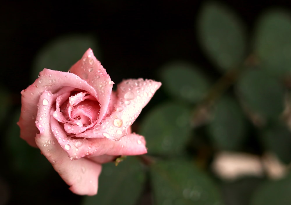 pink rose flower