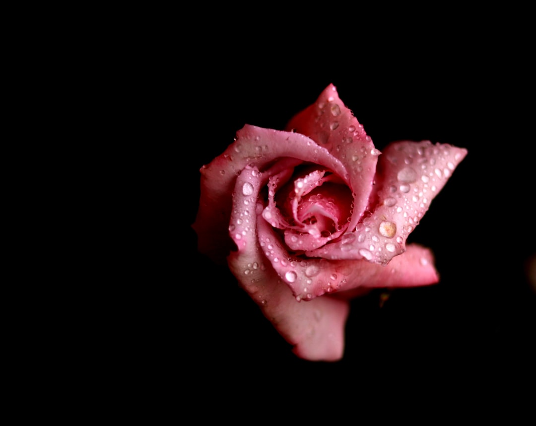 pink rose flower