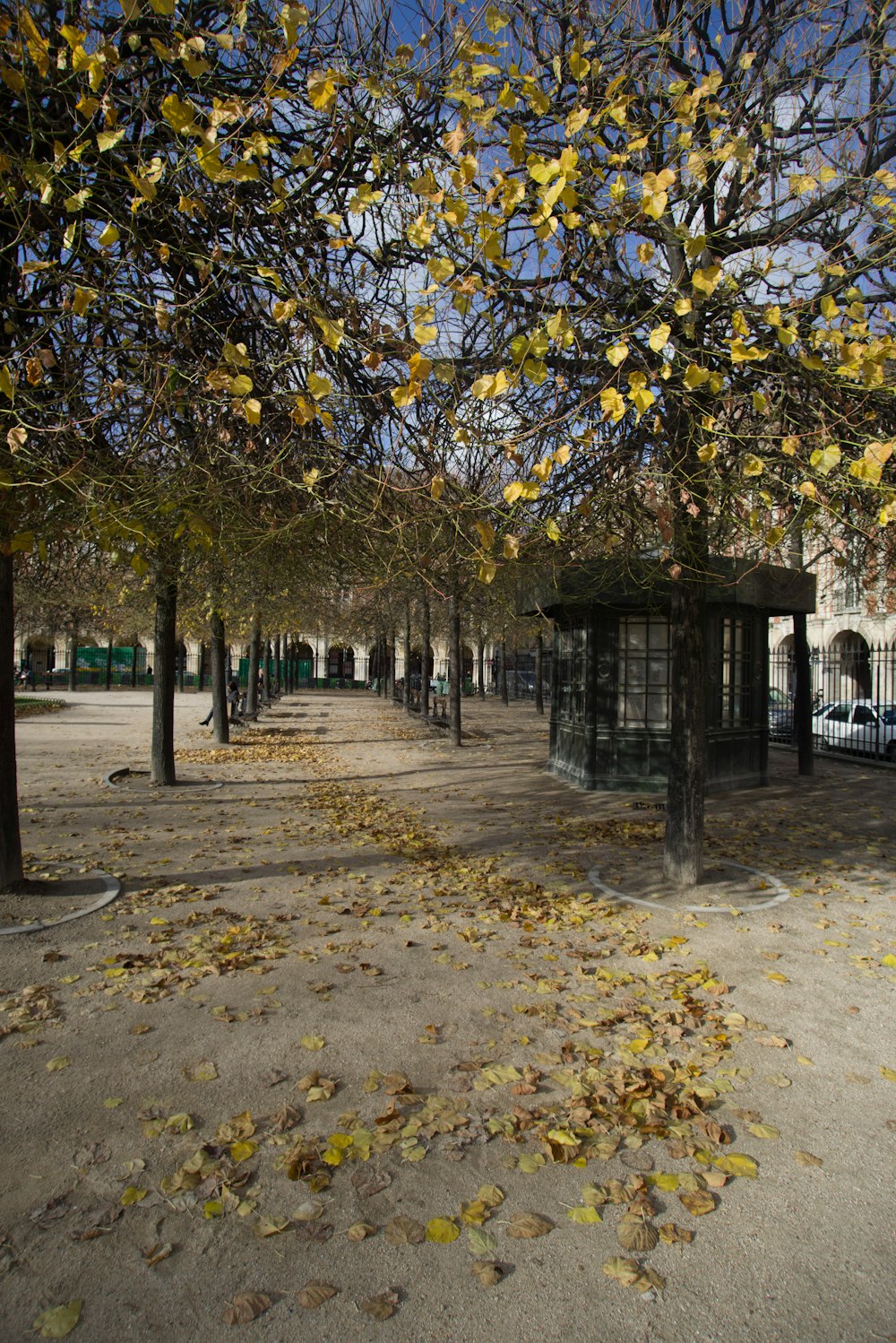 photo of green trees and pathway