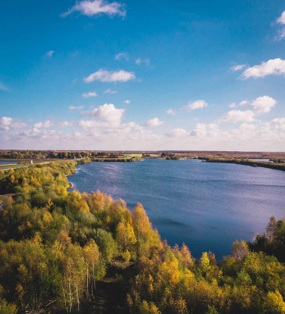 trees beside lake