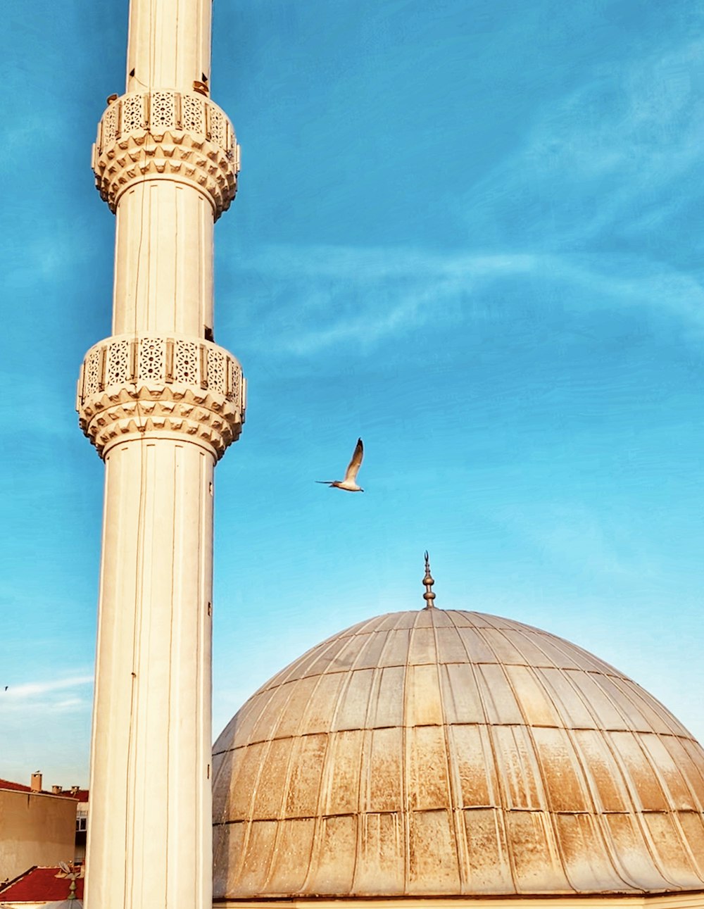 photography of flying bird during daytime