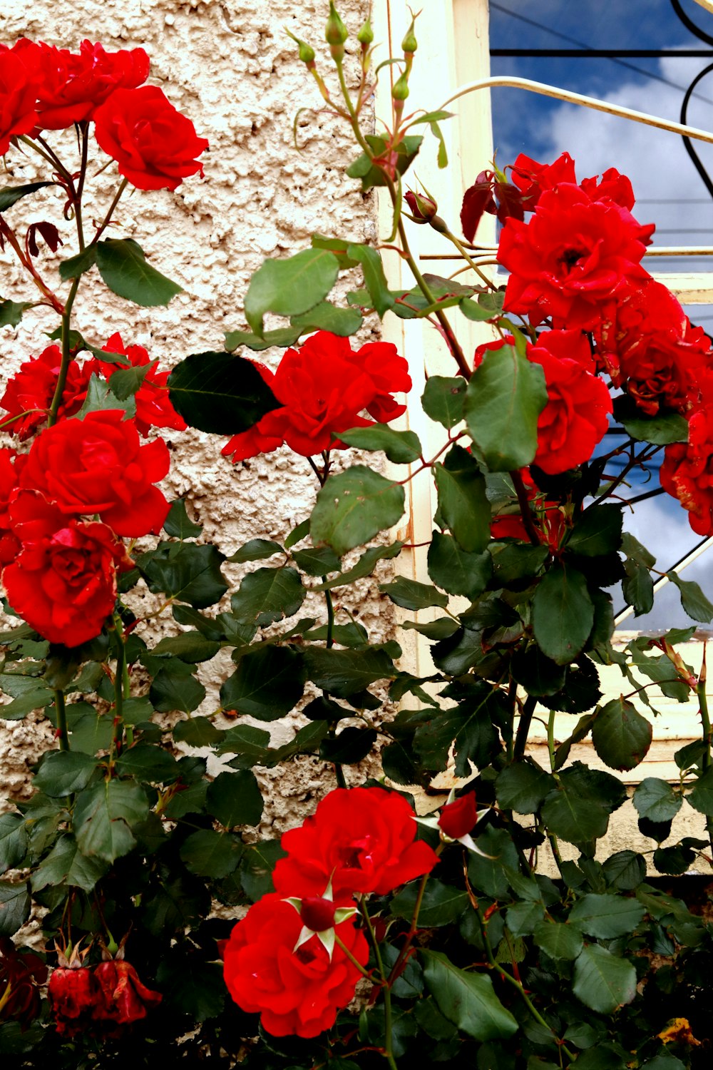 red-petaled flower