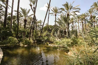 A lush oasis filled with numerous tall palm trees and abundant greenery surrounds a tranquil pond. The scene is bright with sunlight filtering through the foliage, casting reflections on the water's surface.