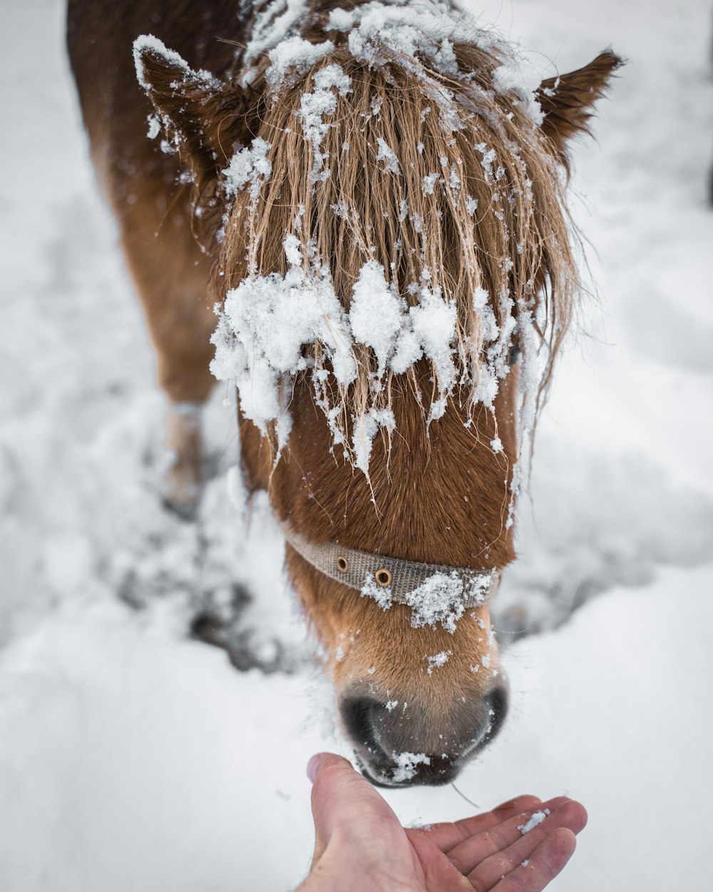 brown horse