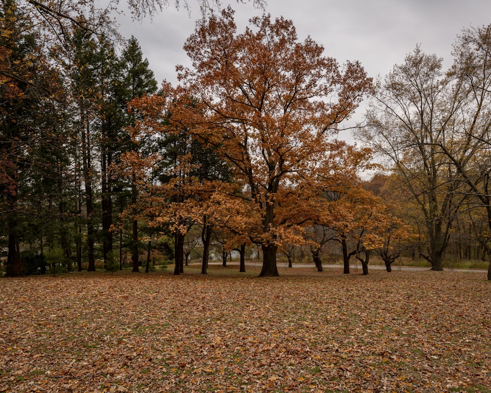 orange and green-leafed trees