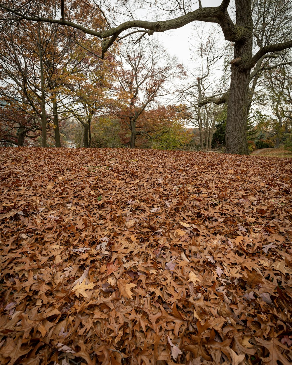 Dried leaves and trees photo – Free High park Image on Unsplash