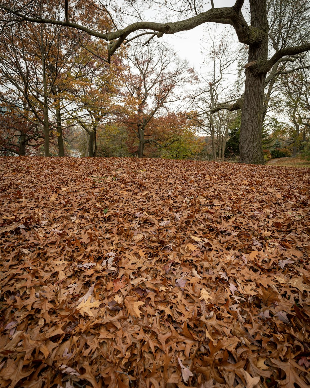 dried leaves and trees