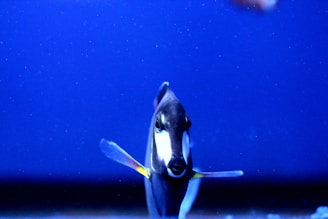 A fish with distinct black, white, and yellow coloring is centered against a deep blue background, resembling an aquarium setting. The fish's fins are spread out gracefully, and its eyes are sharply focused forward.