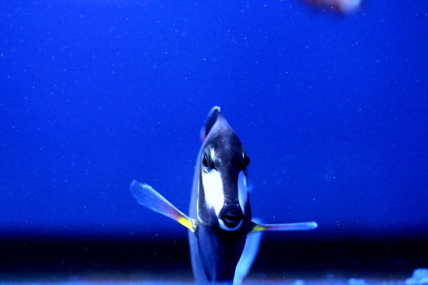 A fish with distinct black, white, and yellow coloring is centered against a deep blue background, resembling an aquarium setting. The fish's fins are spread out gracefully, and its eyes are sharply focused forward.