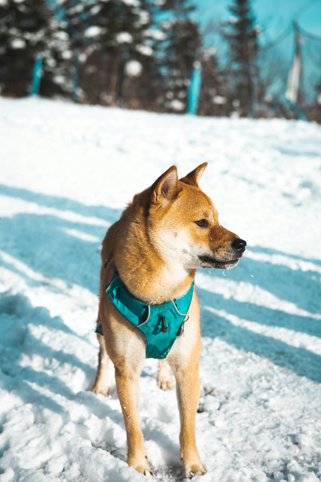 short-coated tan dog on snow covered area