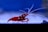 A vibrant red shrimp with long white antennae is situated against a deep blue aquatic background. The shrimp has distinct white spots on its body, visible along its shell.