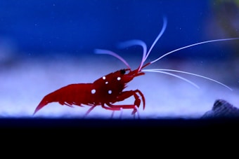 A vibrant red shrimp with long white antennae is situated against a deep blue aquatic background. The shrimp has distinct white spots on its body, visible along its shell.