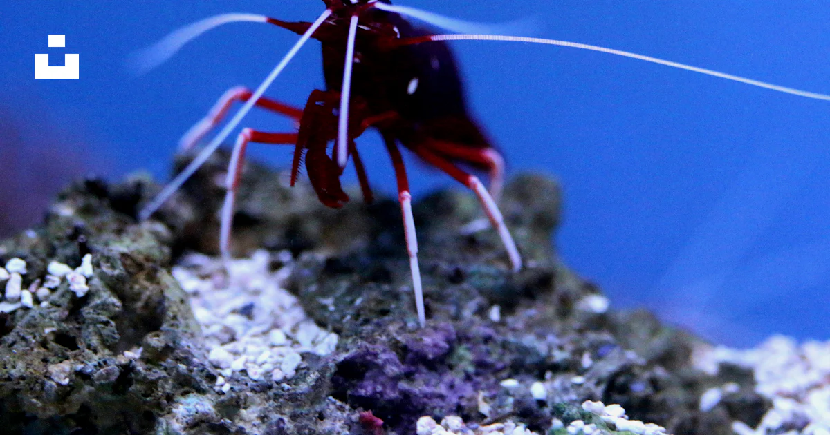 Red and white crawling insect on rock photo – Free Animal Image on Unsplash