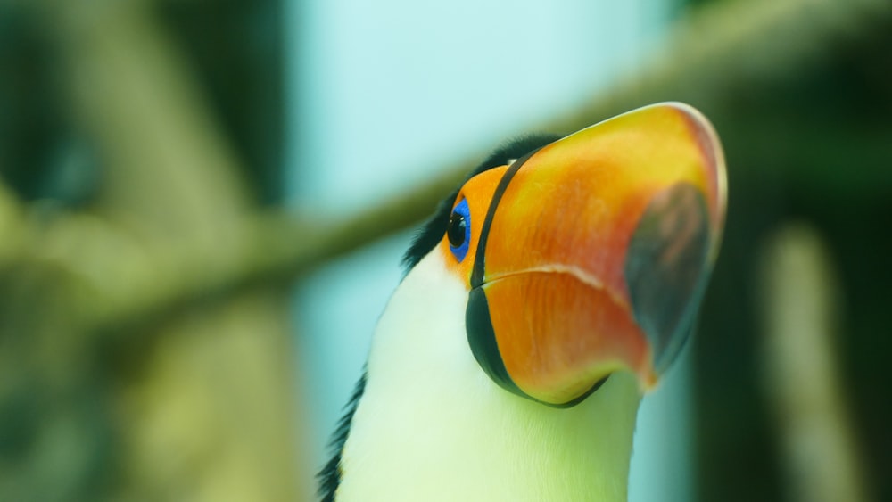 selective-focus photograph of toucan