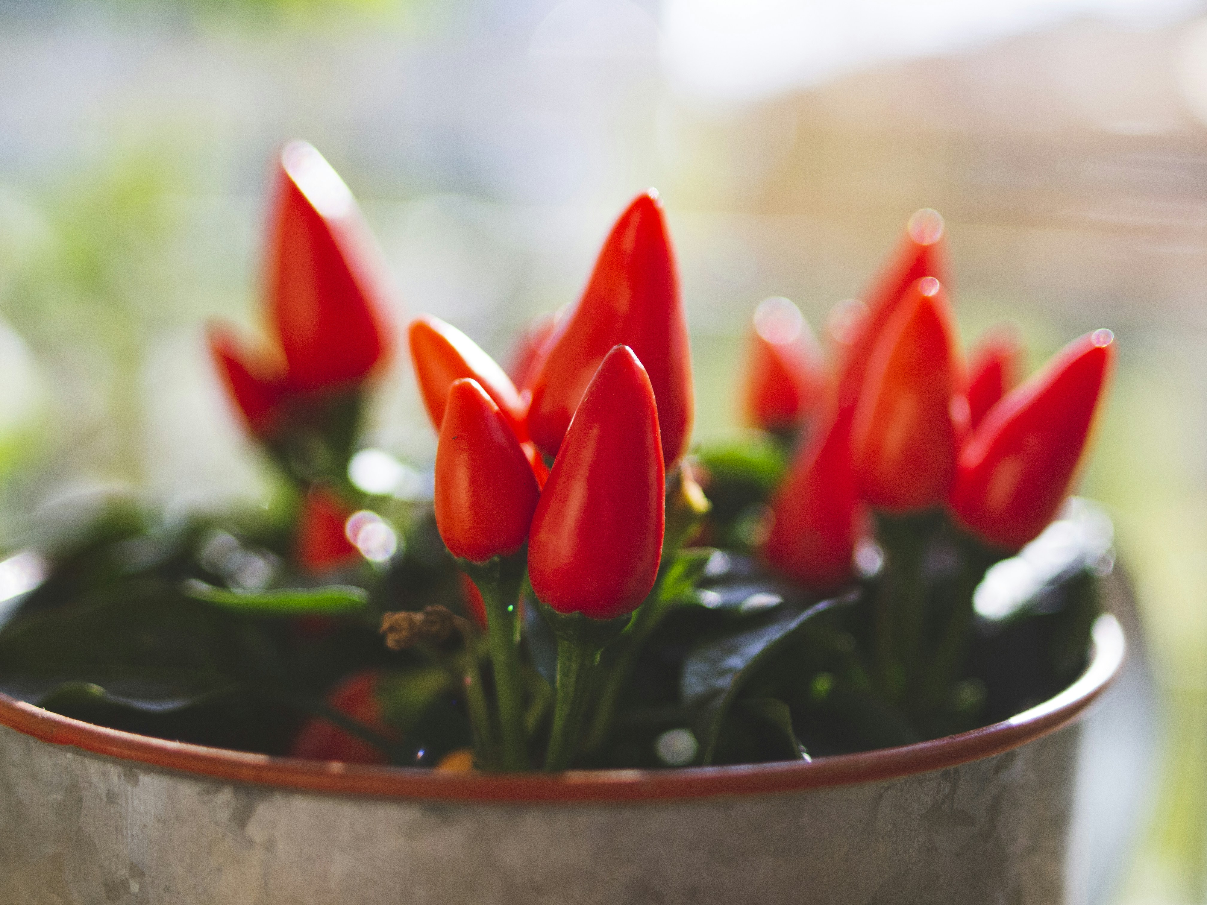 red chili plants