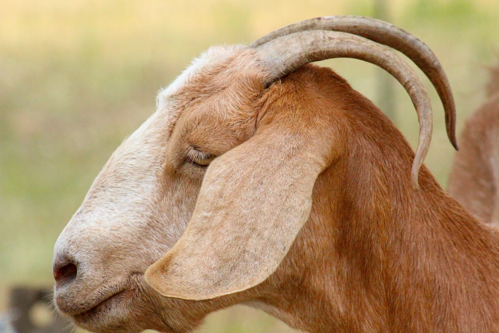 brown goat