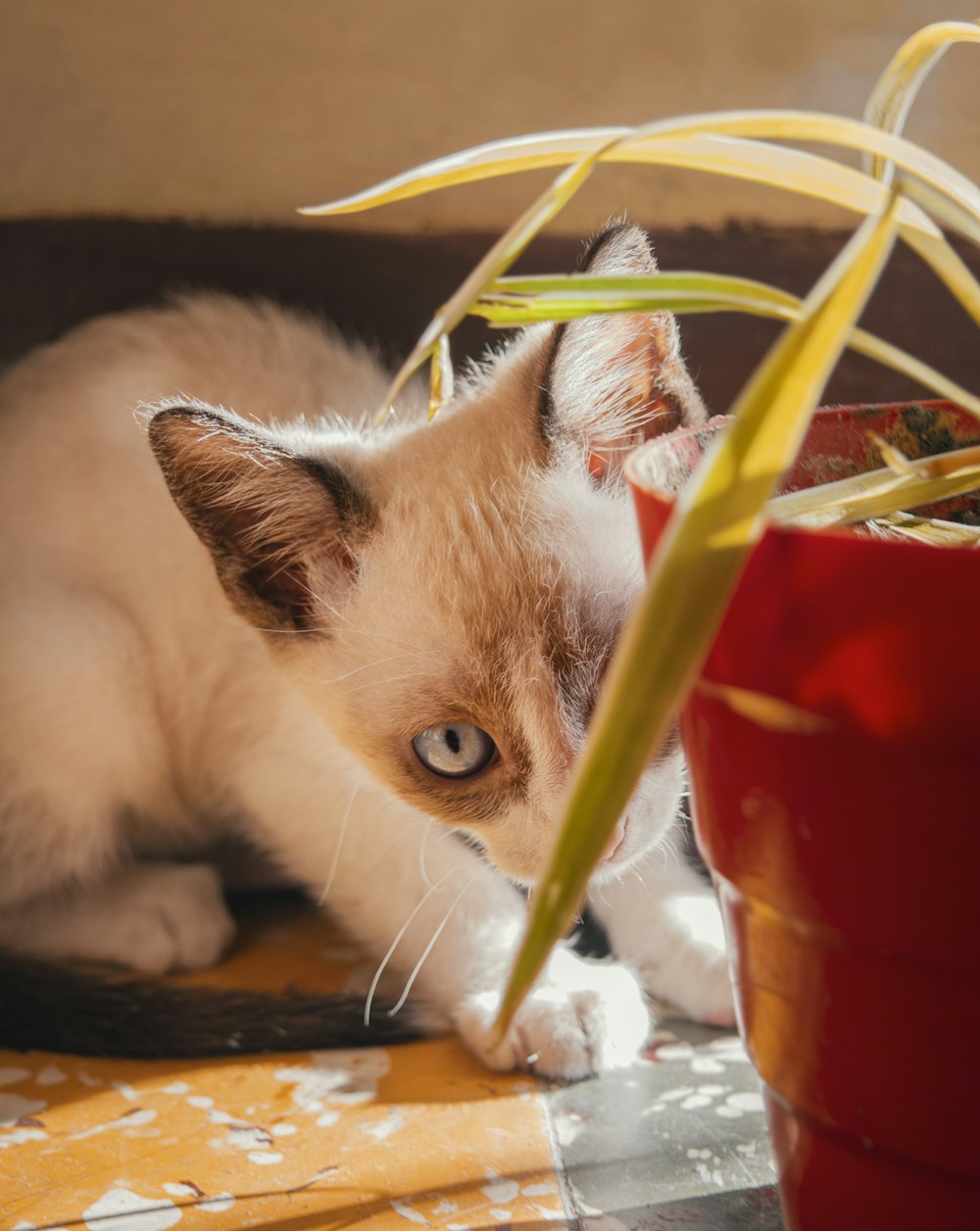 white and brown cat