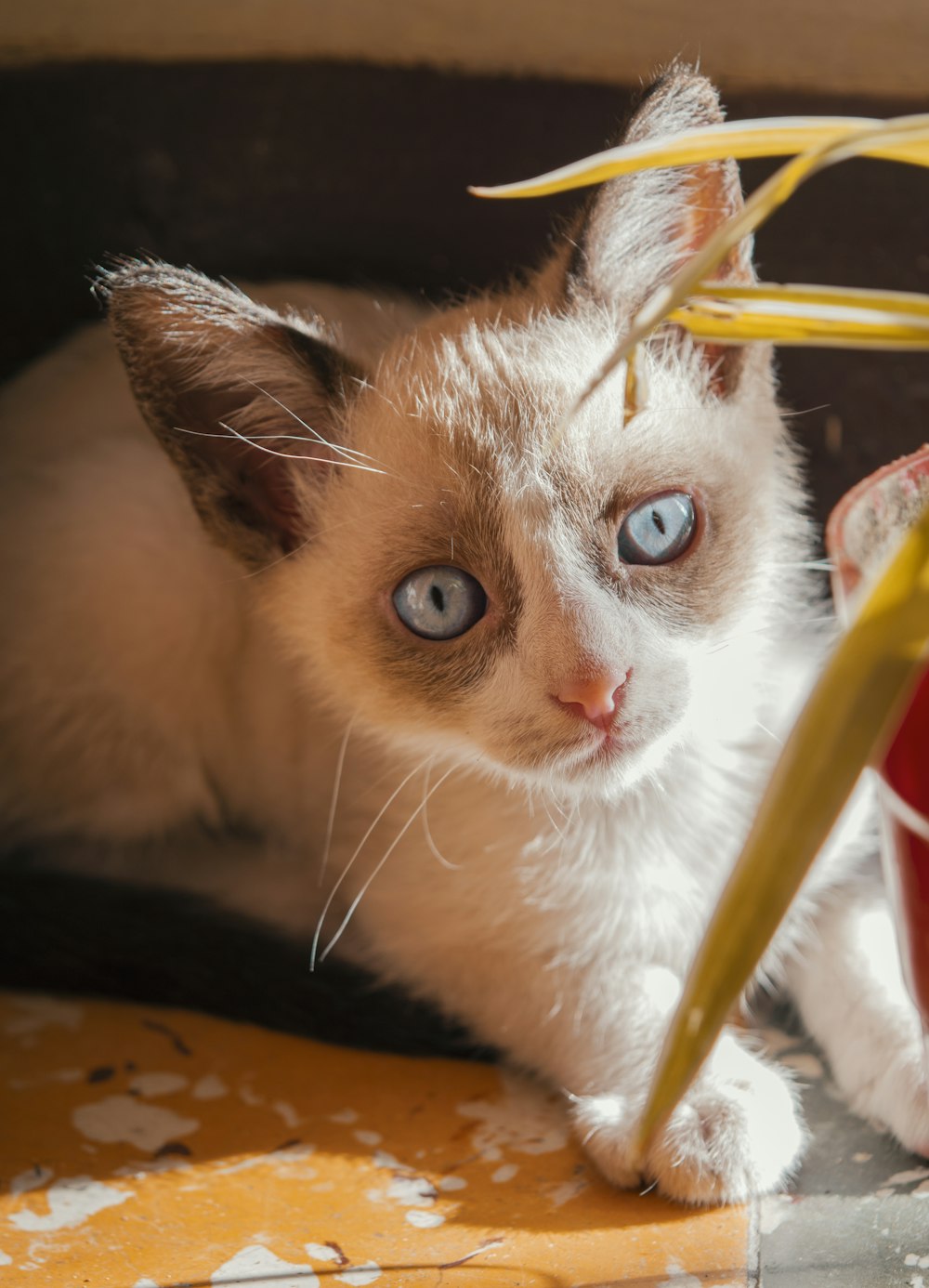 beige and grey kitten