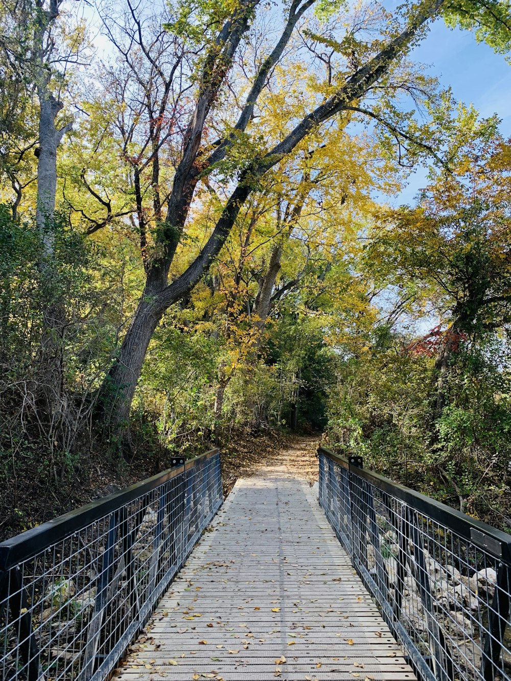 gray bridge under green trees during daytime