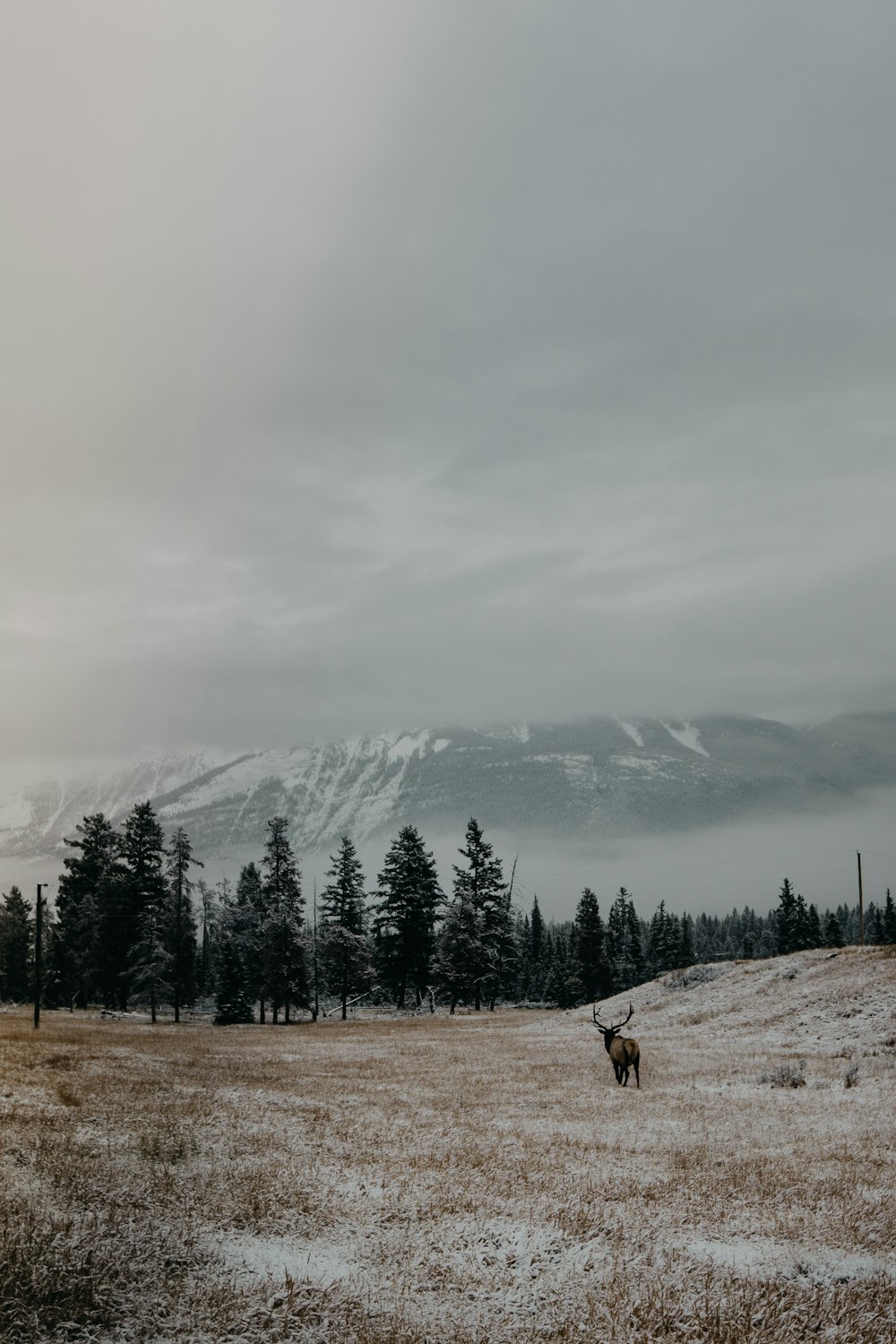 photo of icy mountain and pine trees scenery