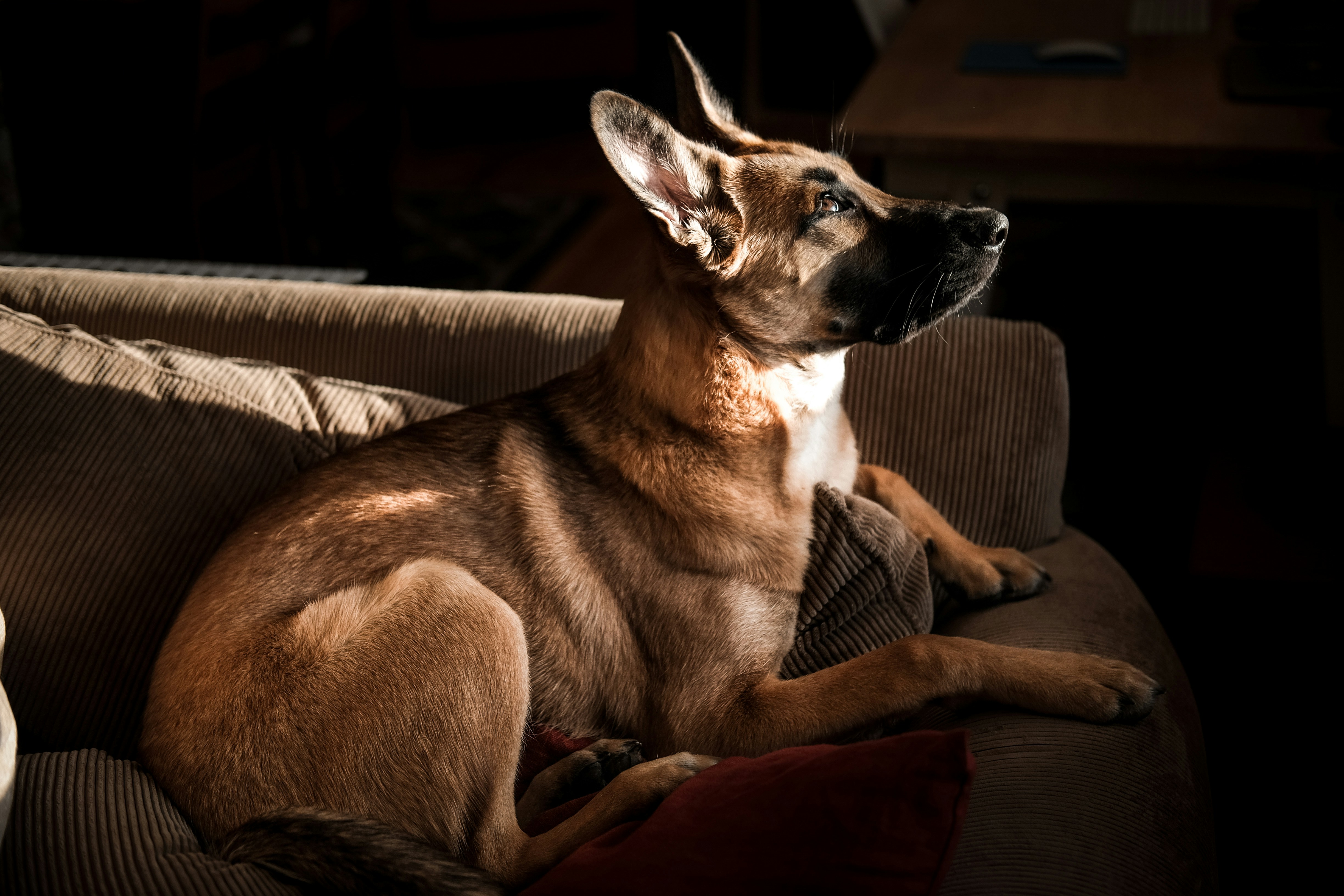 brown dog sitting on sofa