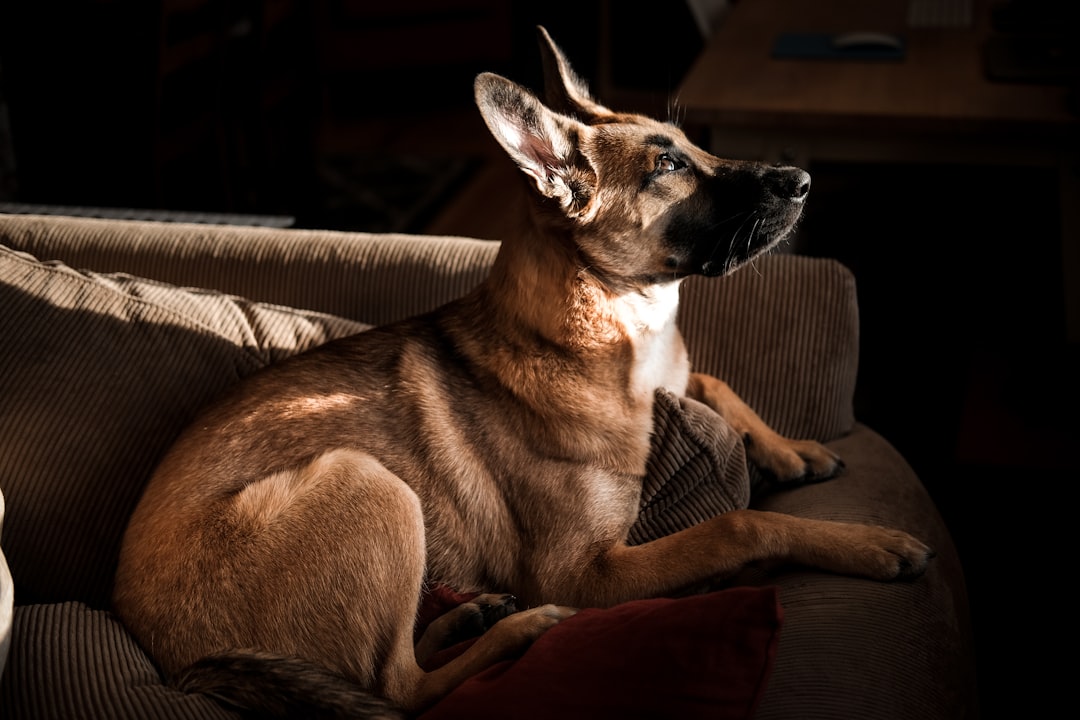 brown dog sitting on sofa