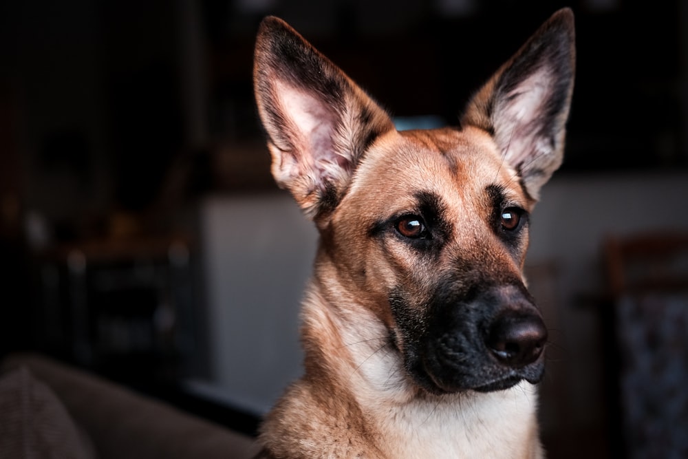 short-coat brown and black dog