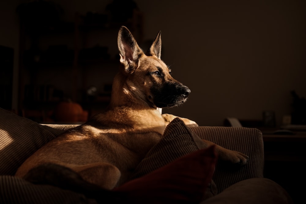 German shepherd lying on bed with sunlight passing through window