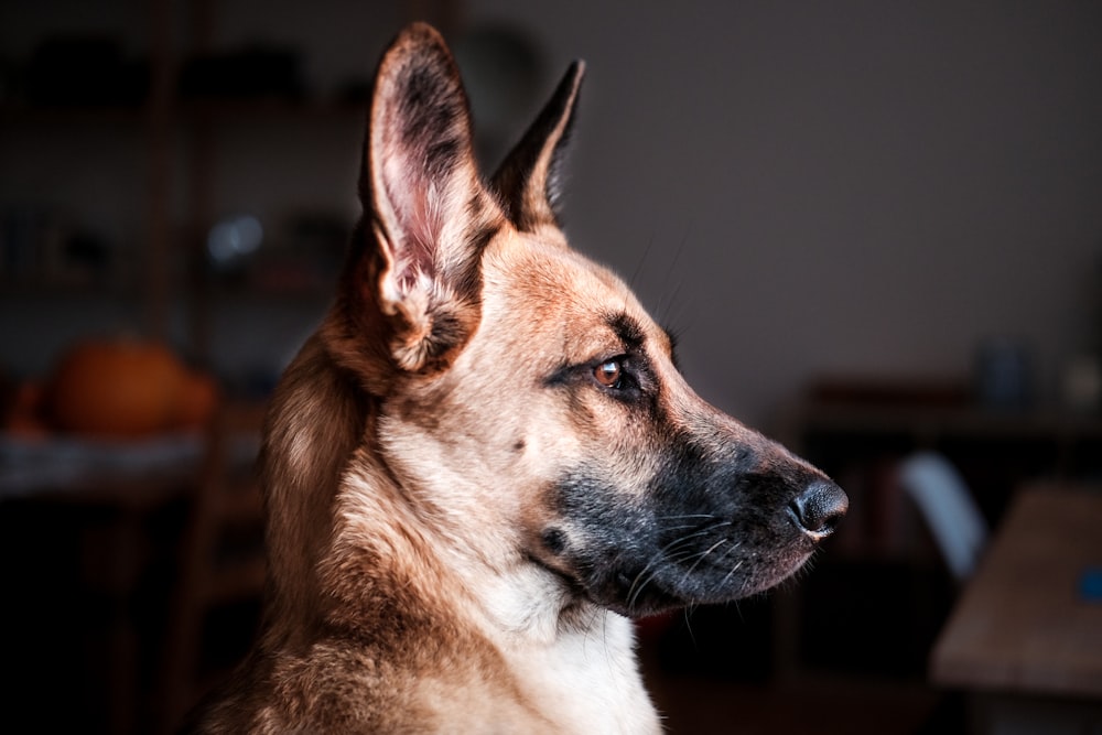 short-coat brown dog