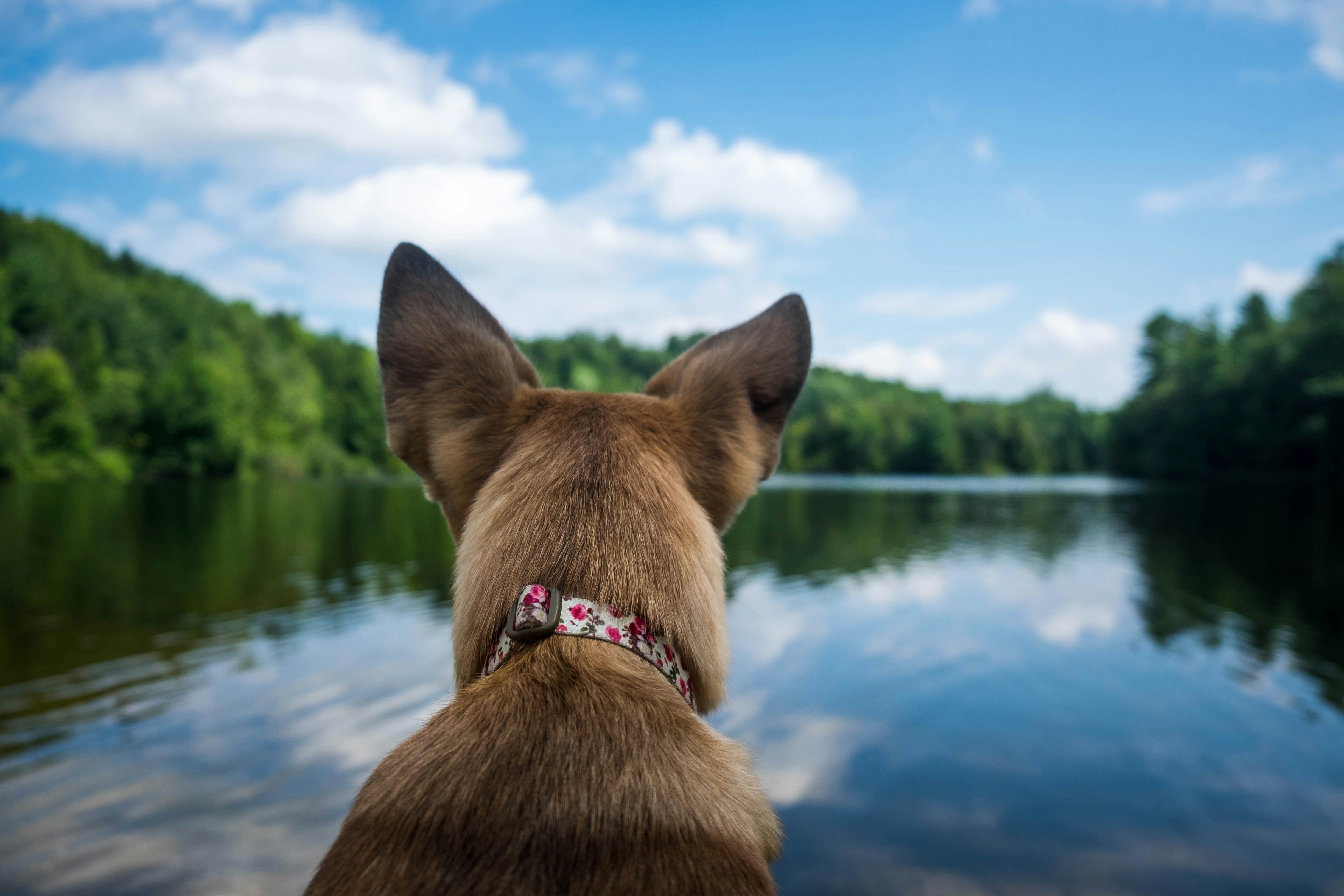 selective focus photography of dog in front of body of water during daytime