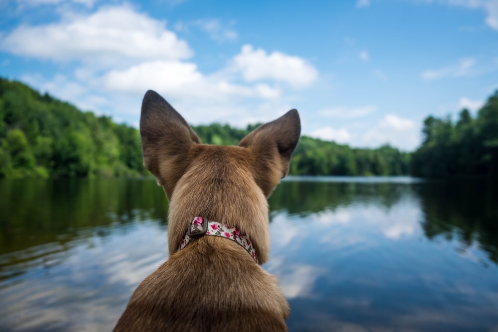 selective focus photography of dog in front of body of water during daytime