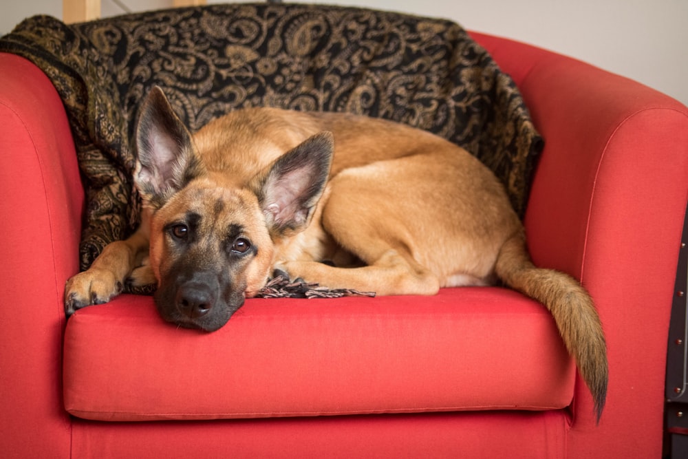 brown dog lying on red sofa chair