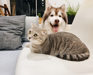 grey tabby cat beside short-coat brown and white dog