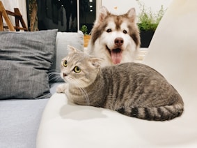 grey tabby cat beside short-coat brown and white dog