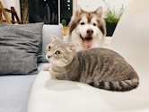 grey tabby cat beside short-coat brown and white dog