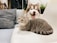 grey tabby cat beside short-coat brown and white dog