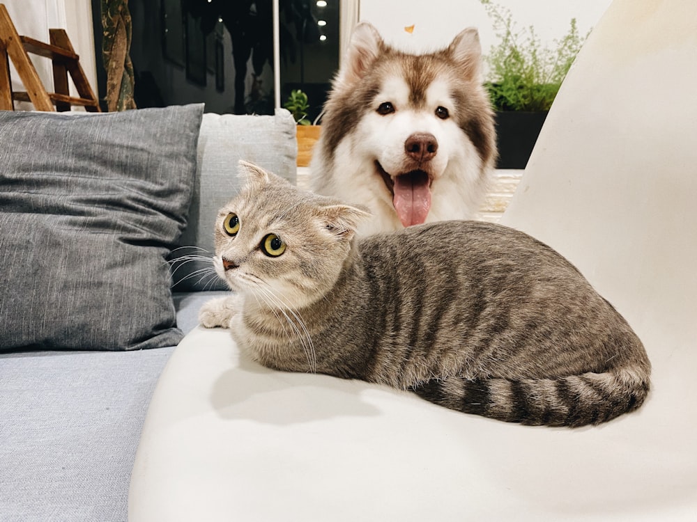 grau getigerte Katze neben kurzhaarigem braun-weißem Hund