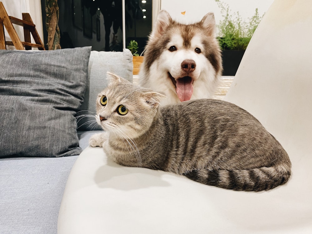 chat tigré gris à côté d’un chien brun et blanc à poil court