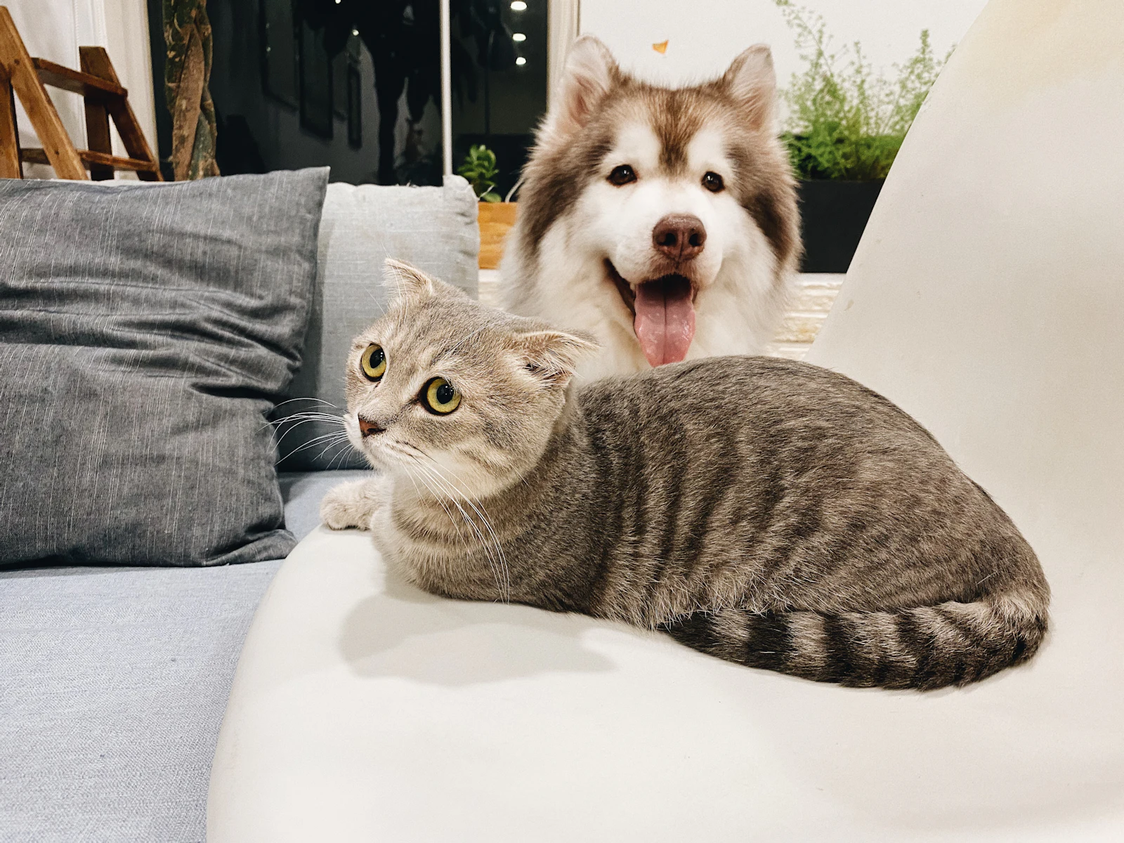 A tabby cat lying beside a husky on a white sofa