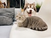 Dog And Cat Which Is The Best Pets In India
