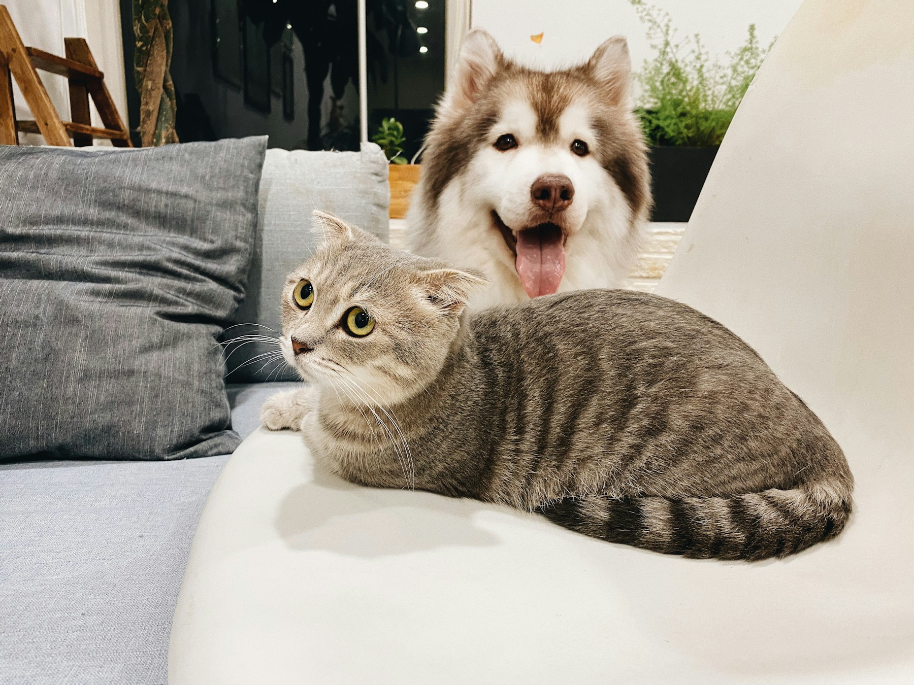 Best Canin