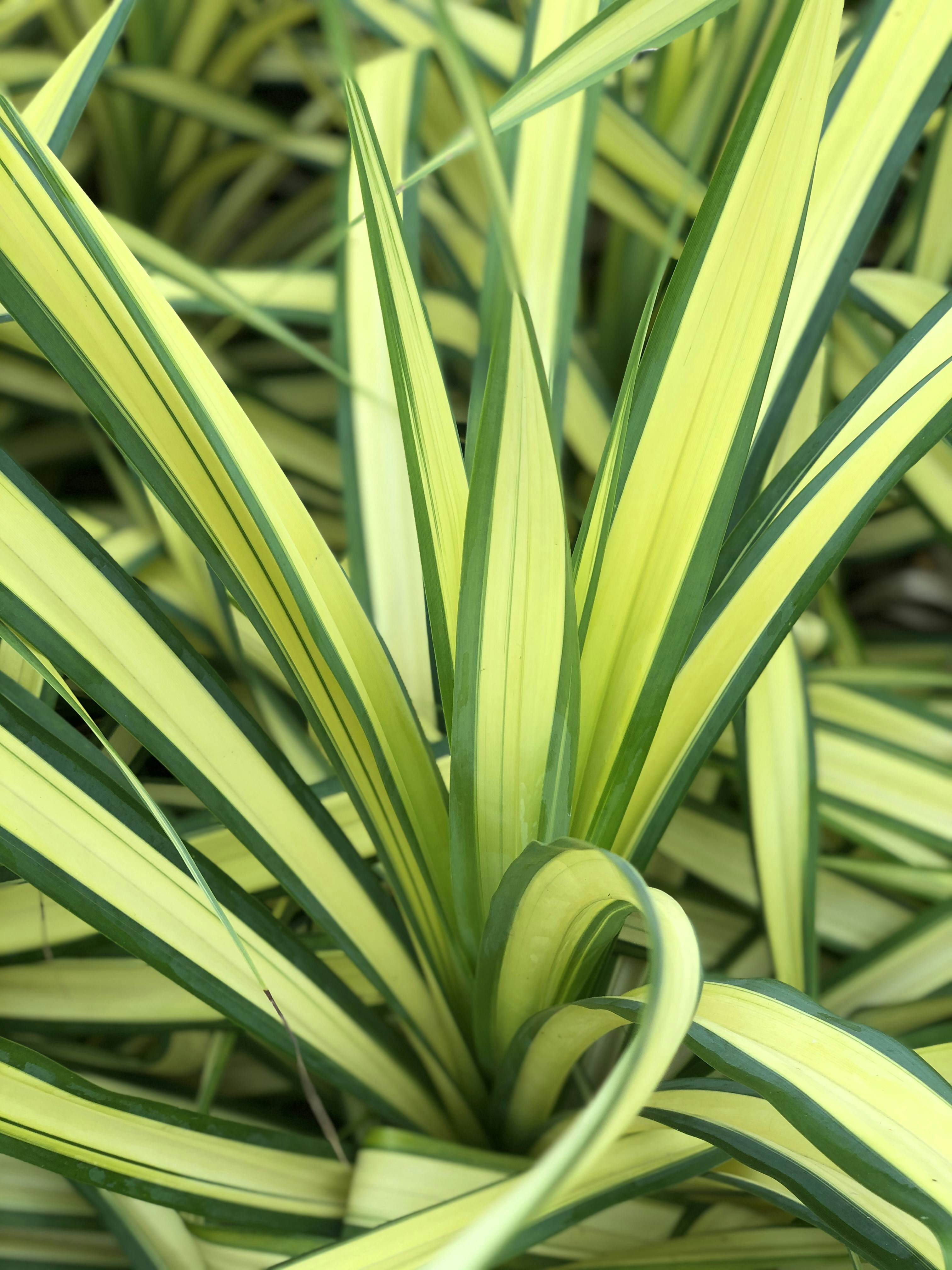 yellow and green leaf plant photo Free Plant Image on
