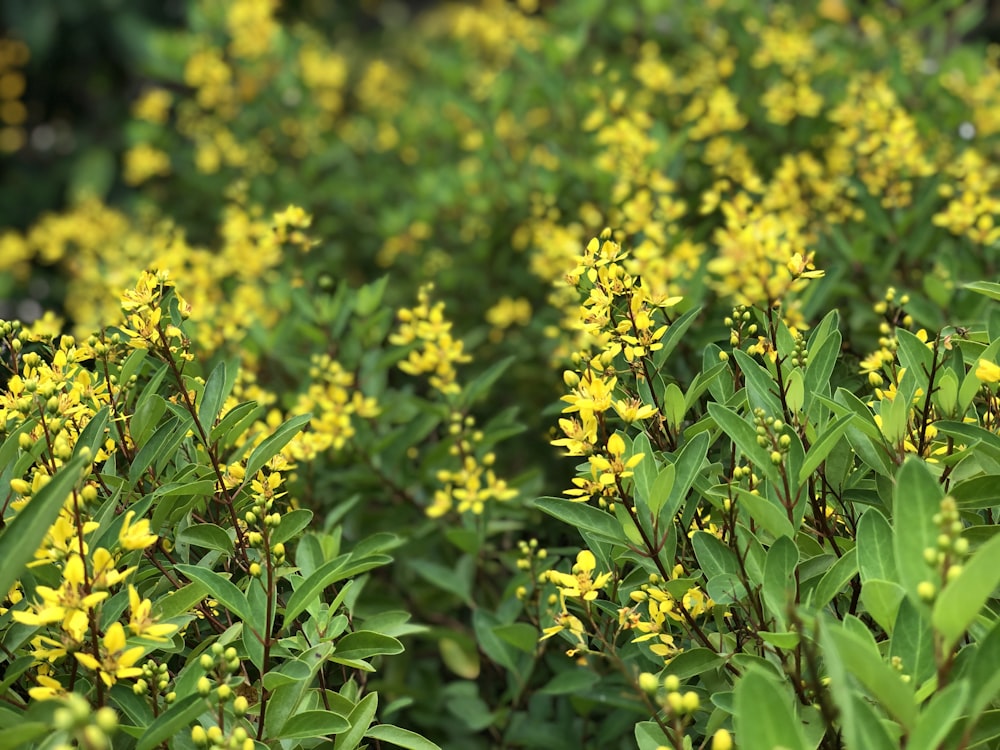 yellow petaled flower