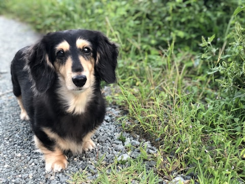 A black and tan long-haired dog stands on a gravel path bordered by vibrant green grass. The dog gazes directly at the viewer with a calm expression. Its fur is well-kept, and the surroundings suggest a peaceful outdoor setting.