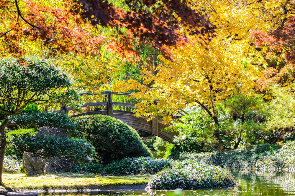 brown and green-leafed trees during daytime